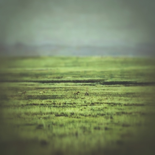 FREEZE: Tranquil Meadow for Ableton Live screenshot