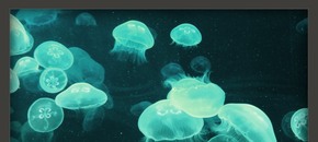 Synbiosis Chromaphone 3 Sound Bank | Summer Sale