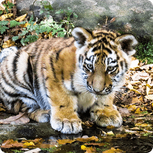 Baby Tigers Sound Library 