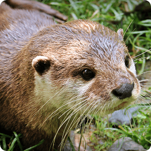Otters Sound Library