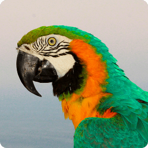 Parrots Sound Library 